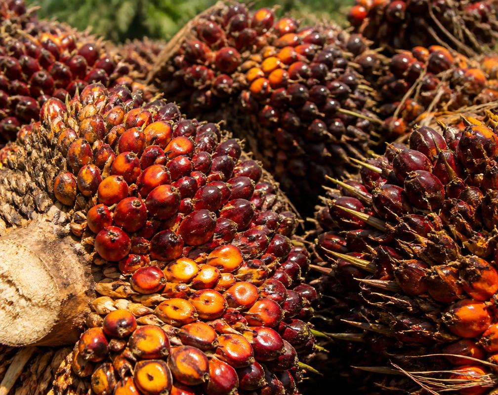 Freshly harvested red palm fruit bunches